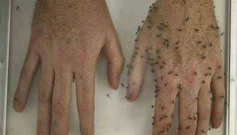 Remedios Caseros Contra Los Mosquitos ¡12 Repelentes Ecológicos!