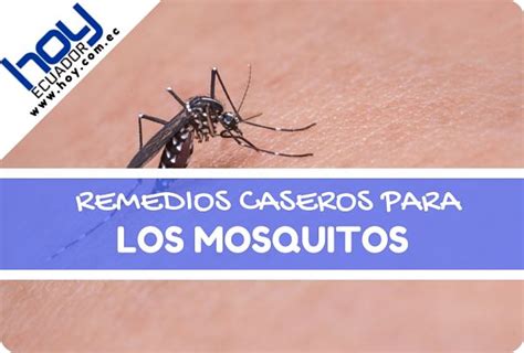 Remedios Caseros para los Mosquitos