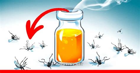 Remedios Caseros para los Mosquitos Revista Digital