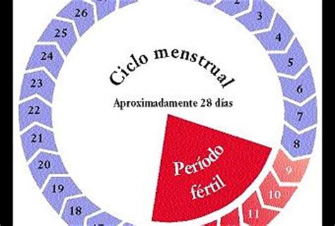 Remedios caseros para regular la menstruación   Paperblog