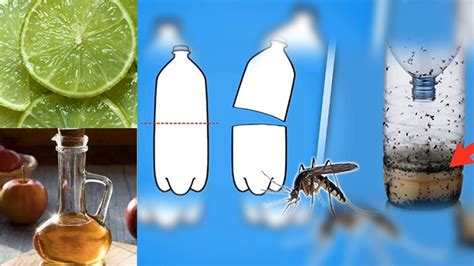 Remedios Caseros Que Reducirán Los Mosquitos En El Hogar | Plan Médico ...