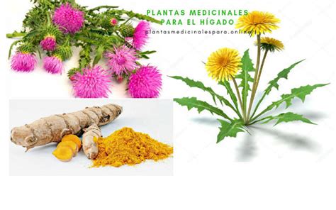 Remedios caseros y hierbas medicinales para tratar el Hígado de forma ...