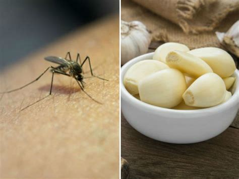 remedios naturales para alejar mosquitos