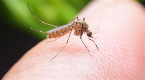 Remedios para aliviar las picaduras de mosquito   Natura ...