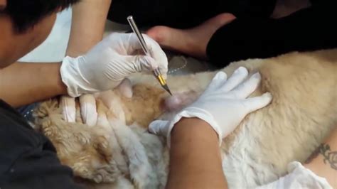 Removal cysts from the neck of a DOG   YouTube
