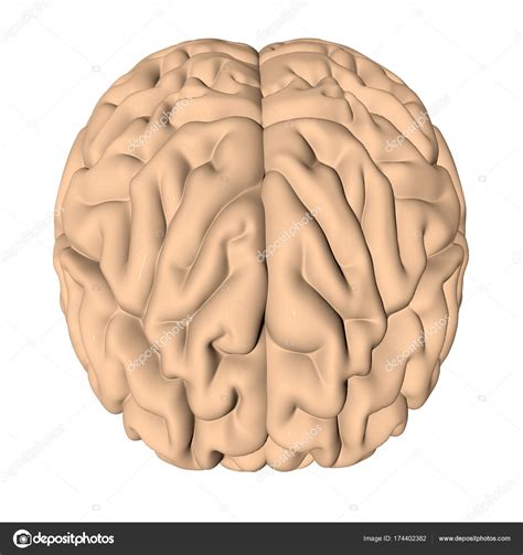 Render 3d cerebro humano — Fotos de Stock  gorbovoi81 ...
