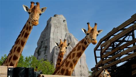 Reopened Paris zoo stresses animals  well being and ...