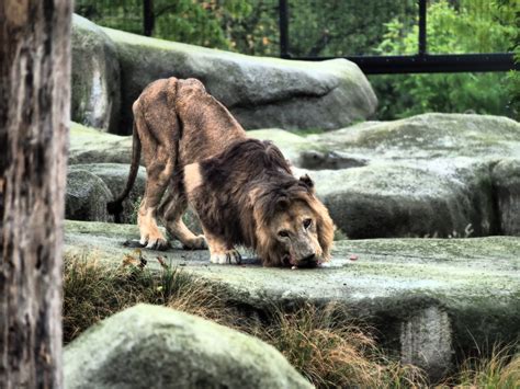 Réouverture du Parc zoologique de Paris: premiers bilans