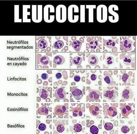 Repaso rápido sobre los Leucocitos + VIDEO   Medicina ...