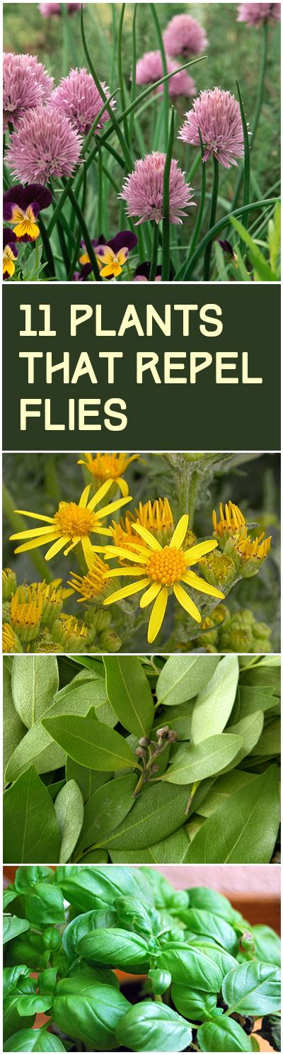 Repel Flies: 11 Plants that Repel Flies   Bless My Weeds