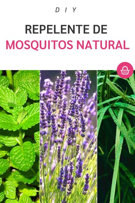 Repelente de mosquitos NATURAL | Repelente natural de ...