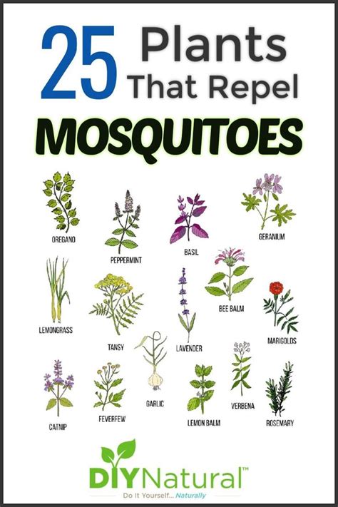 Repelente de mosquitos Plantas: 25 plantas que repelen los ...
