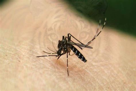 repelente mosquitos tigre | Plantas repelentes de ...