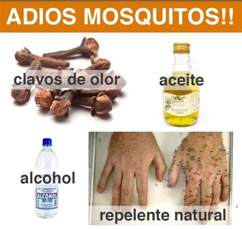 Repelente natural receta | Repelente de mosquitos casero ...