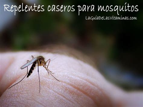 Repelentes caseros para mosquitos | La Guia de las Vitaminas