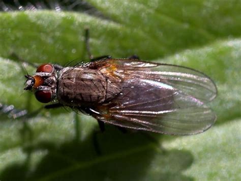 Repelentes naturales: ¿Cómo ahuyentar las moscas y ...