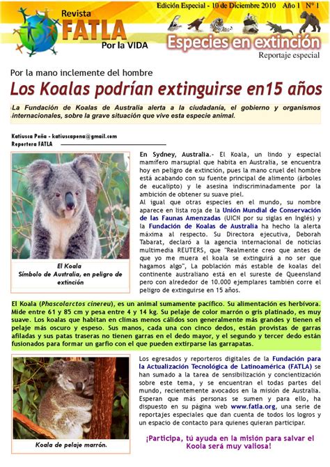 Reportaje Koala by Katiusca Peña   Issuu