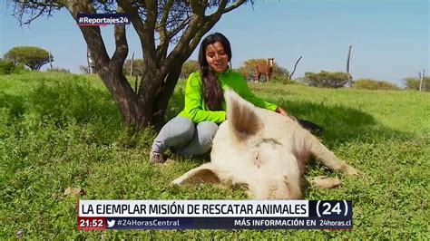 Reportajes De Animales : Los Animales Salvajes Toman El Puente Colgante ...