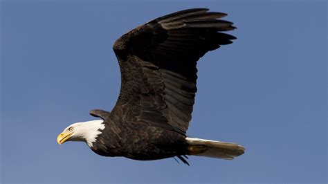 Reportajes y fotografías de Aves en National Geographic