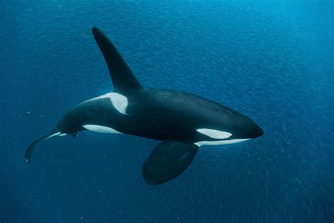 Reportajes y fotografías de Orcas en National Geographic