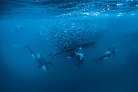 Reportajes y fotografías de Orcas en National Geographic