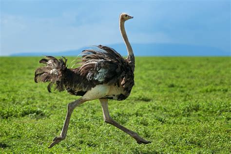 Reportan muerte de avestruz rescatada en la México Toluca ...