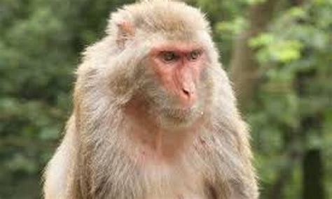Reportan muerte por el raro virus Herpes B, transmitido por monos