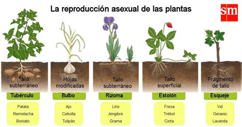 REPRODUCCIÓN ASEXUAL de las PLANTAS: qué es ...