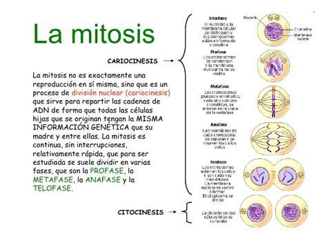 reproduccion celular parte 2 mitosis 1 728 | QFB | Pinterest | Biología ...