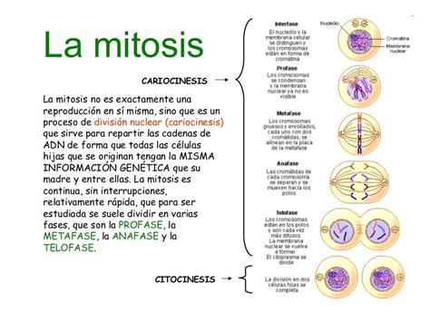 Reproduccion celular   Parte 2: Mitosis