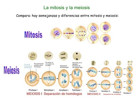 Reproduccion celular   Parte 3: Meiosis