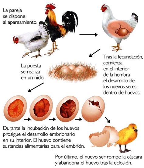 Reproduccion de las aves. ~ Las Aves.