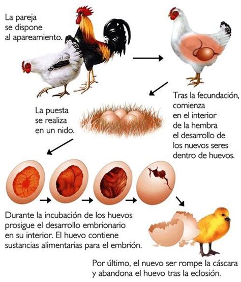 Reproduccion de las aves. ~ Las Aves. | Reproduccion de ...