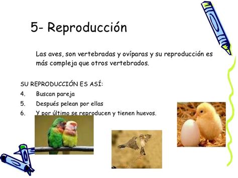 Reproduccion De Las Aves   SEONegativo.com