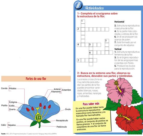 Reproducción de las plantas con flores   Escolar   ABC Color