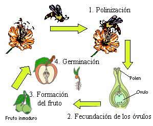 REPRODUCCIÓN DE LAS PLANTAS: LA SEMILLA Y SU GERMINACIÓN