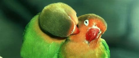 Reproducción de los loros | Aves de compañía, Pájaros de vivos colores ...