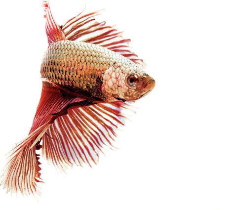 Reproducción de los peces betta   Acuarios y Estanques Online