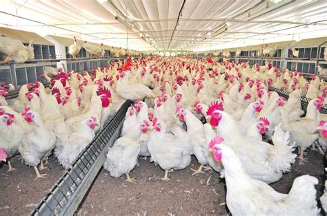 Reproducción de pollos en granjas avícolas   ABC Rural ...