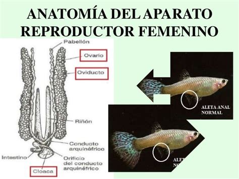 Reproducción en peces power