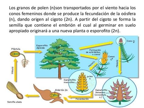 Reproducción en plantas con semilla