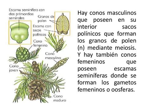 Reproducción en plantas con semilla