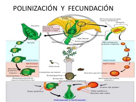 Reproducción en plantas con semilla