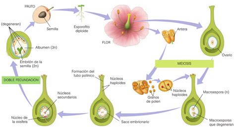 Reproducción sexual en las plantas: CICLO BIOLÓGICO DE LAS ESPERMATOFITAS