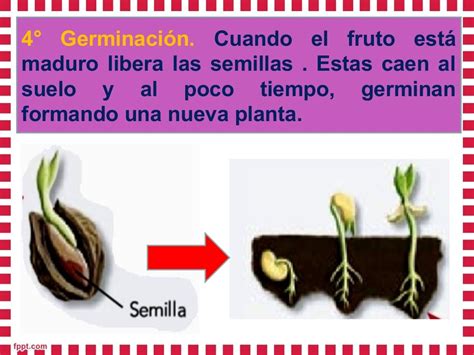 Reproduccion sexual en las plantas