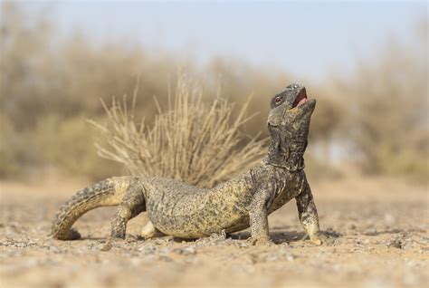 Reptiles and Amphibians: Lagarto cola espinosa de Egipto ...