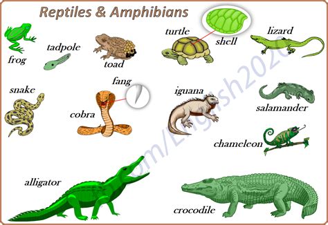 Reptiles and Amphibians | Reptiles, Ingles