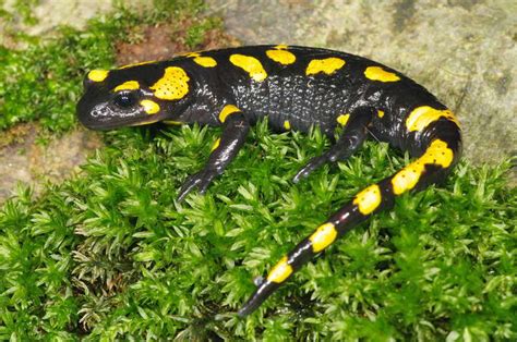 Reptiles and Amphibians: Salamandra común  Salamandra ...