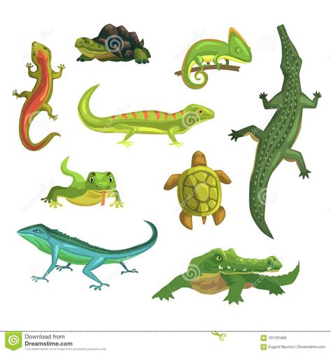 Reptiles And Amphibians Set Of Vector Illustrations Stock ...
