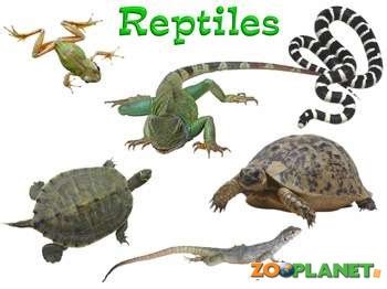 Reptiles | Animals planet